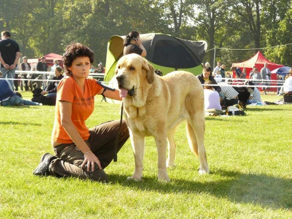 Amie Con Fundo: Exc.1, CWC, CACIB, BOB - International Dog Show in Wroclaw - Poland, 2009
Keywords: 2009