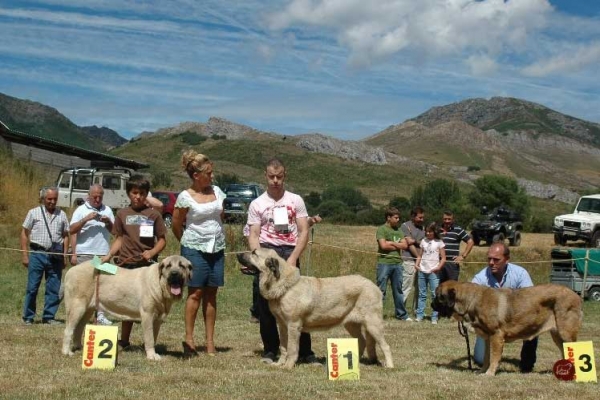 Exc. 2º . Musa De Muxa,  Exc. 1º . Pantera De Trobajuelo, Exc. 3º . Zeltia De Basillon - Jóvenes Hembras - San Emiliano 2008

 

Keywords: 2008