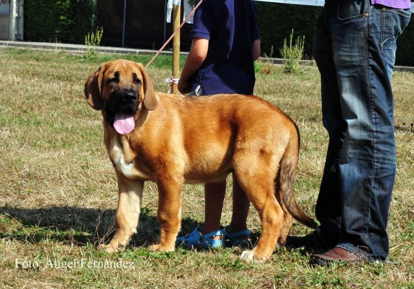 Sauron: MB1 - Young Puppy Class Males - Cervera de Pisuerga 13.08.2011
Keywords: 2011