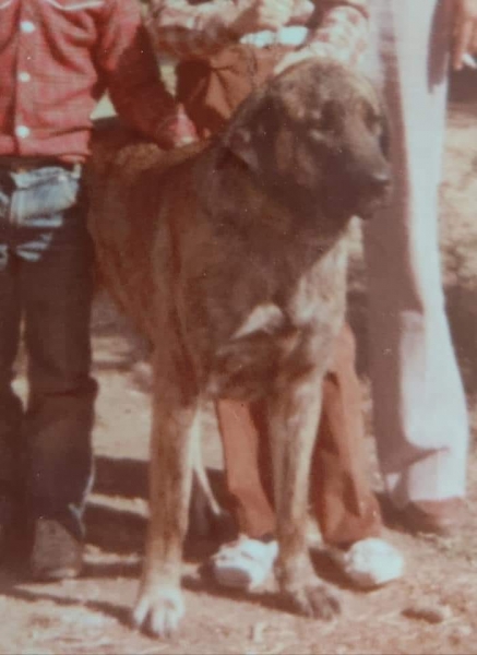 Senda, años 80 - Propiedad de Jesús Sánchez Esteban - Criada por Maria Luisa Sánchez Arjona
Keywords: 1980