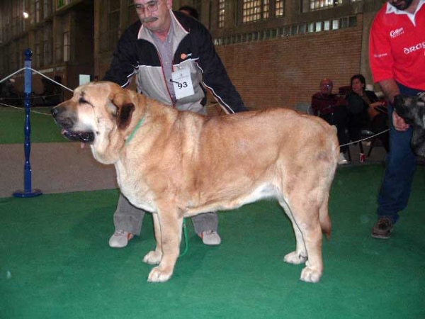 Señora de Autocán: EXC. 1 - Intermediate Class Females - National show, Cádiz 20.11.2004
(Quijano de Autocán x Ch. Ama de Autocán)
Breeder & owner: Isidro García  
 

Keywords: 2004 autocan