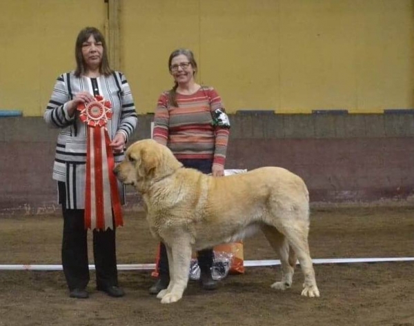 Soleil Tornado Erben - BIS at SBHKs show Åstorp, Sweden 
(Ich. Baruc de Puerto Canencia x Ch. Daffy Tornado Erben)
Keywords: tornado annelie 2019