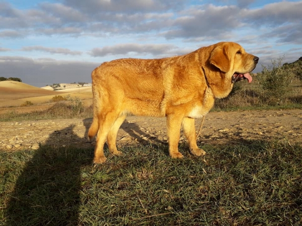 Sultan de la Rabiza 9 meses y medio
Salomón de Trashumancia X  Bohemia de la Rabiza
Keywords: rabiza