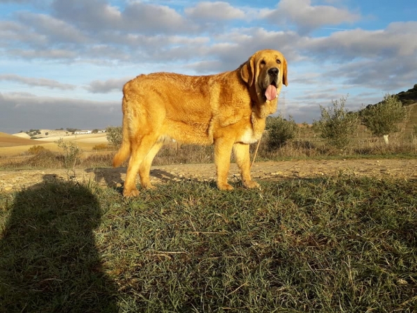 Sultan de la Rabiza - 9 meses y medio
Salomón de Trashumancia X  Bohemia de la Rabiza
Keywords: rabiza