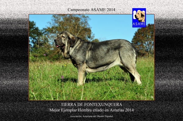 Championship ASAME 2014 - Tierra de Fontexunquera: Mejor Ejemplar Hembra criado en Asturias 2014
Mots-clés: fontexunquera 2014