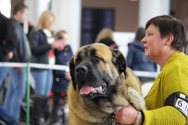 Timeless Classic Lu Dareva - Junior Class male: Junior Winner, Best Junior in Breed and BOS (17.11) - exc 1, Class Winner (18.11)  International Dog Show in Poznań 17-18.11.2018
CARBONERO de Montes Almedia x KIMIKANKA Lu Dareva
Keywords: ludareva 2018