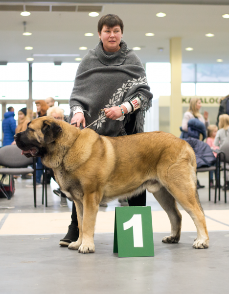 Timeless Class Lu Dareva - Junior Class male: Junior Winner, Best Junior in Breed and BOS (17.11) - exc 1, Class Winner (18.11)  International Dog Show in Poznań 17-18.11.2018
CARBONERO de Montes Almedia x KIMIKANKA Lu dareva

Keywords: 2018