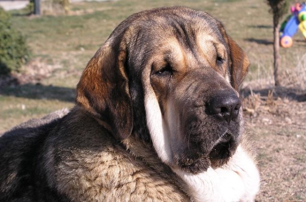 Tula
Uploaded by recberat
Keywords: head portrait cabeza