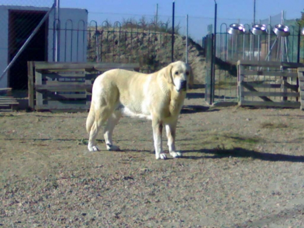 Tusa de La Peña Mora
(Ch. Cañon de Fuente Mimbre x Jara de Ablanera)
Born: 28.08.2002

Keywords: pinaresdelcega