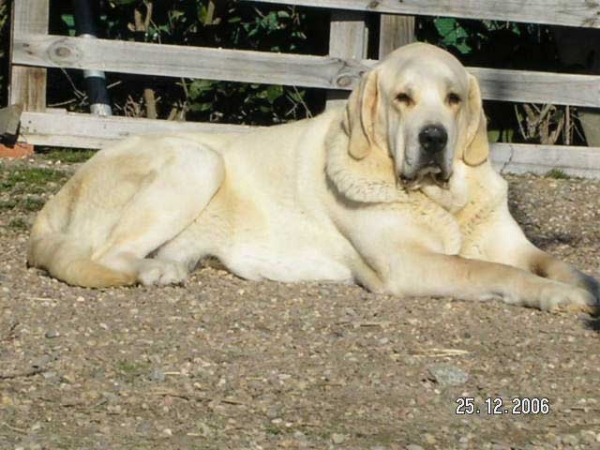 Tusa de La Peña Mora
(Ch. Cañon de Fuente Mimbre x Jara de Ablanera)
Born: 28.08.2002

Keywords: pinaresdelcega