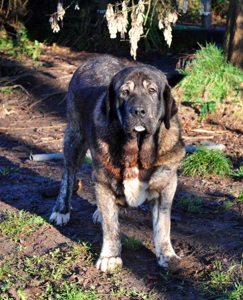 Teverga de Ablanera - mother of 'Ablanera' puppies born June 2011
Keywords: ablanera