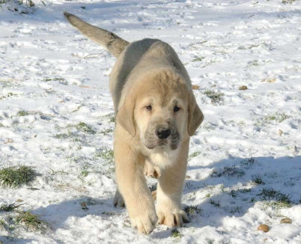 Tiberio de Fuente Mimbre 2.5 months old
Moroco de Fuente Mimbre x Arpa de Fuente Mimbre  

Keywords: snow nievepuppy cachorro