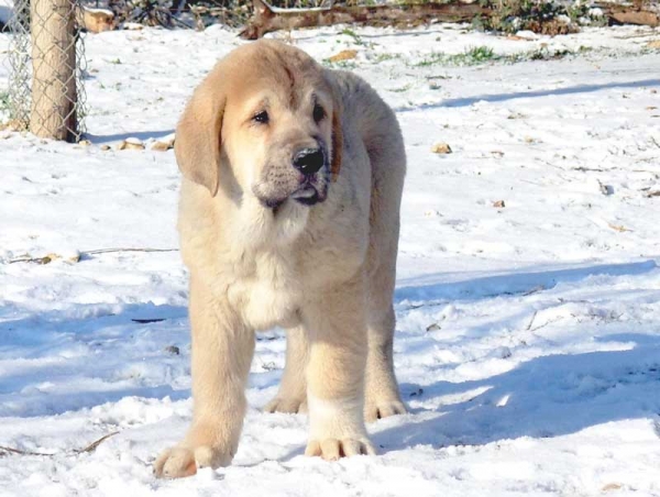 Tiberio de Fuente Mimbre 2.5 months old
Moroco de Fuente Mimbre x Arpa de Fuente Mimbre  

Keywords: puppyspain puppy cachorro