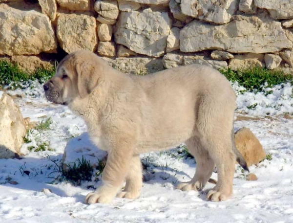 Tiberio de Fuente Mimbre 2.5 months old
Moroco de Fuente Mimbre x Arpa de Fuente Mimbre  

Keywords: puppyspain puppy cachorro