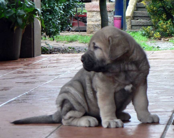 Timon
(Tejo de Fuente Mimbre x Trini de Valdejera) 
Born: 16.10.2006 
Keywords: puppyspain puppy cachorro