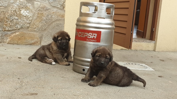 Cachorros Tioda de Abelgas y Sahitan de Abelgas
