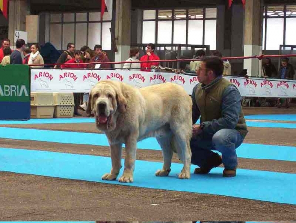 Titan de Autocan - 'Razas Españoles', Torrelavega, Santander, 27.03.2004
(Roki II de Autocan x Leona de Autocan)
Born: 19-04-99

Keywords: 2004 autocan