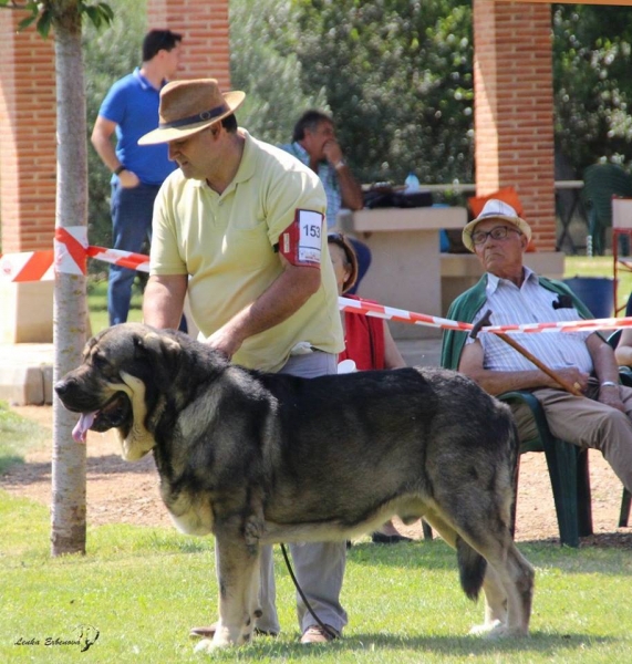 Tofu de Antalmuhey - XXXVIII Monográfica Nacional AEPME - Gordoncillo, Leon 08.09.2018
Keywords: 2018 calellaotur