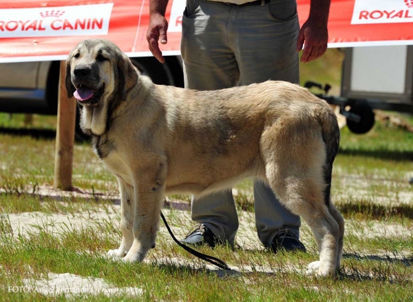 Toga de Fuente Mimbre: Very Good 1º - Puppy Class Females, Loredo, Cabtabria, Spain 29.06.2013
Keywords: 2013 fuentemimbre