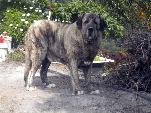 Tolo de Fuente Mimbre - father of 'Montes del Fos' puppies born 12.03.2011
