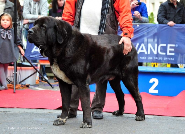 Toro de Villapedre: EXC - Open Class Males, Villa de Luarca 27.11.2011 
Keywords: 2011