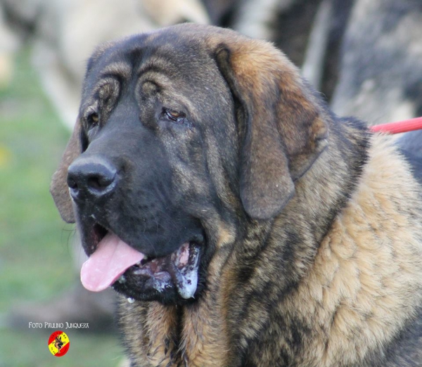 Toro de Amdece de Nava: 1º Young Class Males - Mansilla de las Mulas 09.11.2014
Keywords: 2014 amdece head portrait cabeza