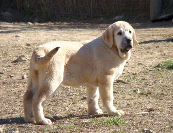 Torquemada de Fuente Mimbre
Keywords: puppyspain fuentemimbre