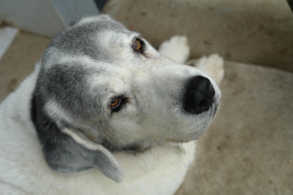 Toundra 11 years old
Keywords: head portrait cabeza veterano veteran