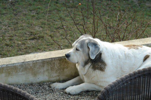 Toundra 11 years old
Keywords: veterano veteran