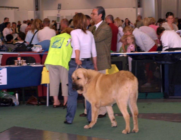 Tres de Bao La Madera: Very good - Young Class Males, World Dog Show, Stockholm, Sweden - 03.07.08
(Ron x Oca de Campollano)
Born: 26.06.2007
Photo: Renate Kaupmees  - © Copyright. 
Keywords: cortedemadrid