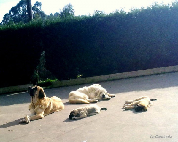 Triana, Bach, Bimba y Borrasca aprovechando el sol del invierno
Keywords: cangueta