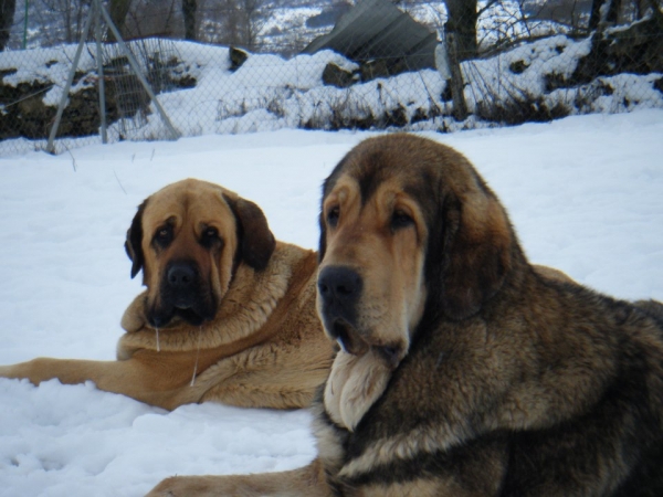 Trubia de Gustamores & Mesalina de la Villa de Boñar
Keywords: snow nieve