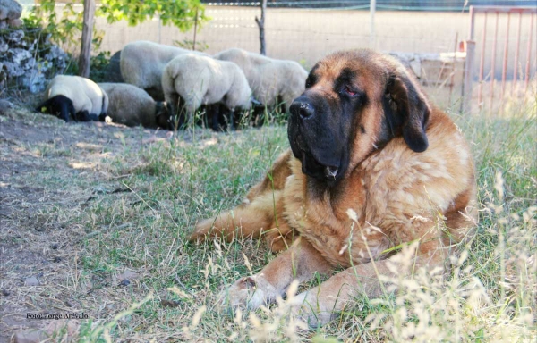 Trueno de la Portiecha
Photo Jorge Arevalo - © Copyright
Keywords: portiecha flock ganado