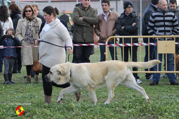 Tundra: Open Class Females - Mansilla de la Mulas, Spain 09.11.2014
Keywords: 2014