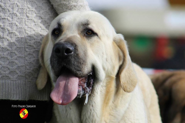 Tundra: Open Class Females - Mansilla de la Mulas, Spain 09.11.2014
Keywords: 2014 head portrait cabeza