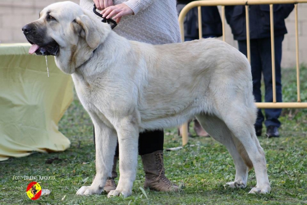 Tundra: Open Class Females - Mansilla de la Mulas, Spain 09.11.2014
Keywords: 2014