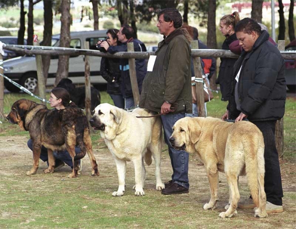 Turca, Doña de la Aljabara & Petra de Ablanera - Open Class Females - XXI Monográfica AEPME 2001
Turca: (Rebelde x Tata) - Born: 15-05-1994 - Breeder: Perfecto Alvarez, owner: Pedro Sánchez Pérez.

Doña de la Aljabara: (Arroyo de Laciana x Gala de la Aljabara) - Born: 01-11-1999 - Breeder: José Mª Herrero Fernández de Córdova, owner: Catalina Navarro Rodríguez.

Petra de Ablanera: (Nelson de Ablanera x Ch. Perla de Ablanera) - Born: 16-11-1998 - Breeder: Angel Fernández, owner: Luis Esquiro Bolaños. 



Keywords: 2001