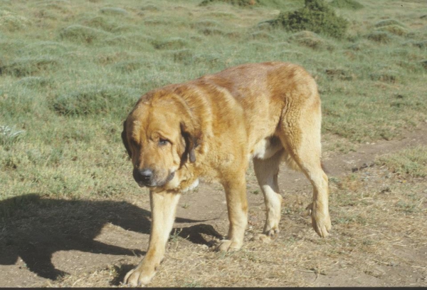 Turco año 2002 - consiguió resolver el problama de unos hibridos de lobo que habian matado mucho ganado en la Sierra del Segura
Keywords: 2002
