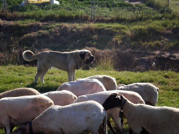 Turco de Vega de Rio Miera
Keywords: flock ganadero riberadelpas