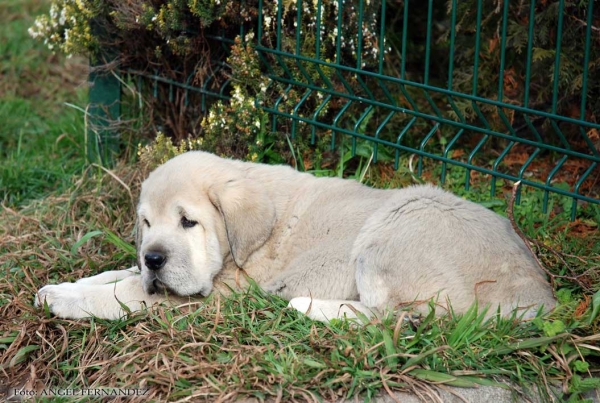 Turco del Macareno
(Moroco de Fuente Mimbre X Val de Torreanaz) 
Born: 12.11.2007 

Keywords: angel puppyspain