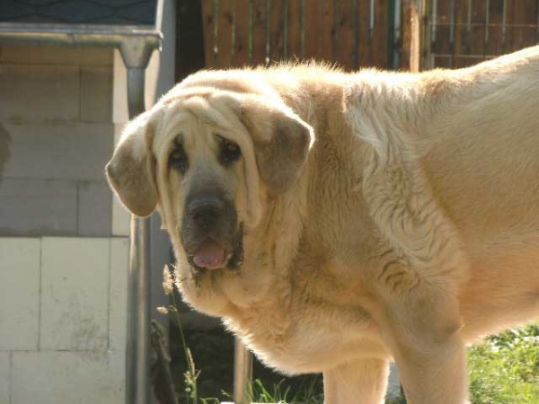 Uma Tornado Erben - mother of puppies born 07.01.2012
Keywords: ultramaxima