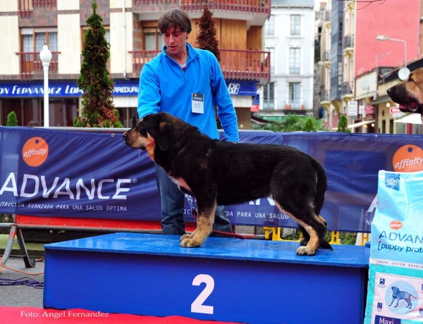 Unica de Cuatro Elementos: VG 1 - Puppy Class Females, Villa de Luarca 27.11.2011
Keywords: 2011