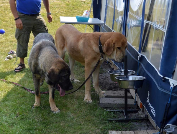 Summermeeting 2013 - Cherie, Basko and Holger
Bathin Tornado Erben X Brisa de Abelgas
Born: 09.10.2012
