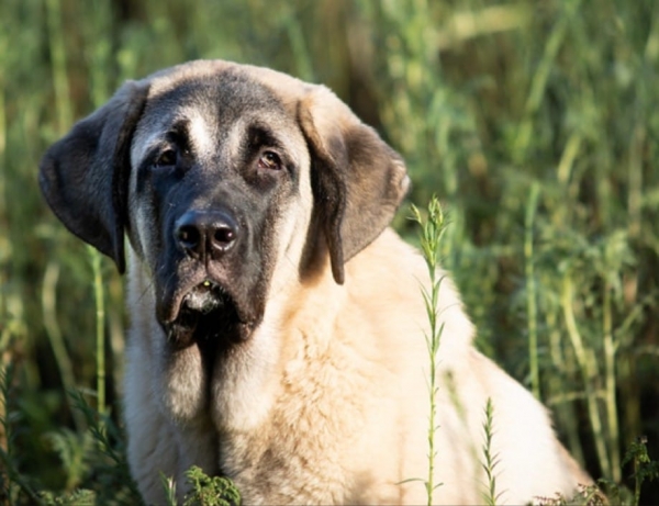 Uri Buri Lu Dareva 6 month
(GITANO de Calella de Otur x SANGRIA Lu Dareva)
Keywords: puppypoland head portrait cabeza