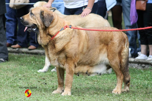 Abierta hembras EXC: Vestala de Montes del Pardo - Barrios de Luna 14.09.2014
(CH Barco de Montes del Pardo X Liu de Montes del Pardo) 
Keywords: 2014