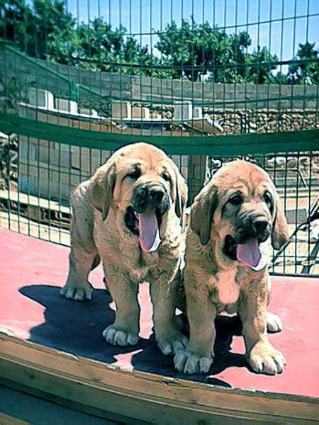 Viky & Violeta de Jusiante
(Drake de Montes del Pardo x Ch. Alba de Jusiante)  

Keywords: puppyspain puppy cachorro