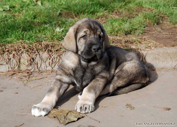 Xana de la Huelga
(Tejo de Fuente Mimbre X Deva de Ablanera)
Born: 21.11.2007 
Keywords: angel puppyspain