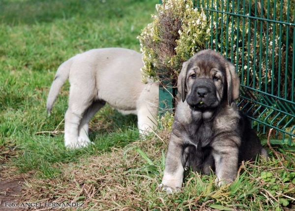 Xana de la Huelga
(Tejo de Fuente Mimbre X Deva de Ablanera)
Born: 21.11.2007 
Keywords: angel puppyspain