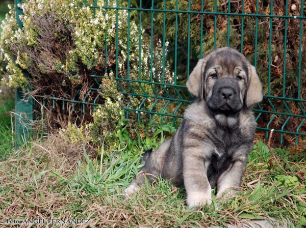 Xana de la Huelga
(Tejo de Fuente Mimbre X Deva de Ablanera)
Born: 21.11.2007 
Keywords: angel puppyspain