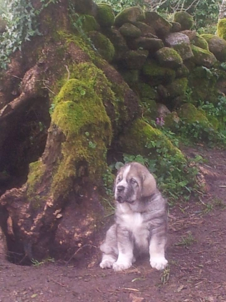 Xuliña de Terra de Montes 
Ch Duque de Reciecho x Cuba (Uva de los Balancines)
Nacido 01.03.2014
Keywords: terrademontes puppyspain